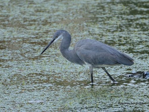 Nel lago grande di Ganzirri una varietà di garzetta molto rara in Italia